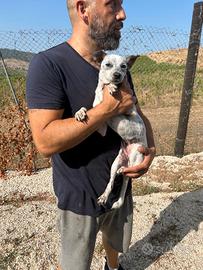 Crudelia, tg piccola