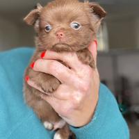 Cucciolo chihuahua pelo lungo