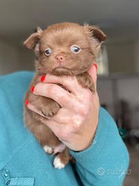 Cucciolo chihuahua pelo lungo