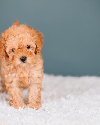 Diverse disponibilità di Barboncini