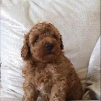 Cucciolata barboncini mini toy M F