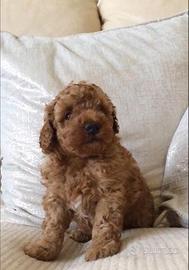 Cucciolata barboncini mini toy M F