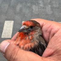 Ciuffolotti messicani ( CARPODACHI)
