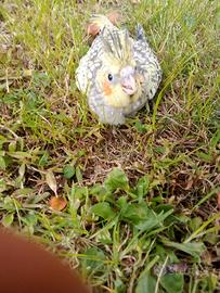 Calopsiti da imbecco