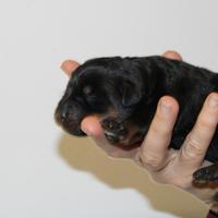 Cuccioli rottweiler con pedigree