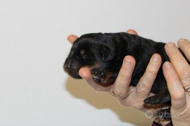 Cuccioli rottweiler con pedigree