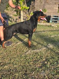 Rottwailer maschio per monta