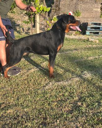 Rottwailer maschio per monta
