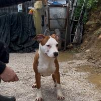 Amstaff