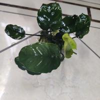 anubias pianta acquario