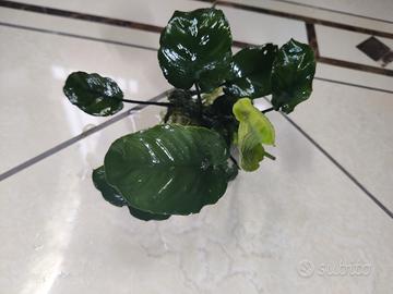 anubias pianta acquario