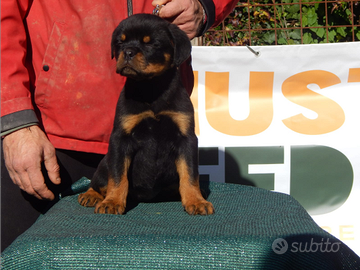 Rottweiler con pedigree