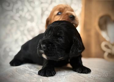 Meravigliosi cuccioli cocker