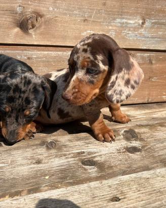 Bassotti Choco merle femmine