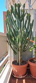 Cactus Euphorbia Eritrea