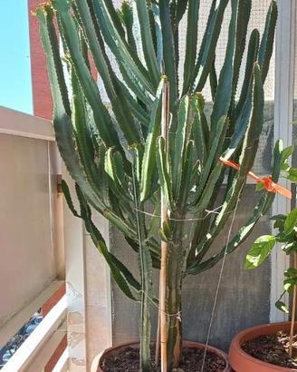 Cactus Euphorbia Eritrea