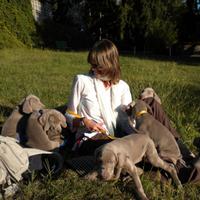 WEIMARANER CUCCIOLI Allevamento amatoriale Torino