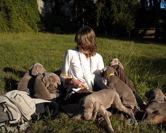 WEIMARANER CUCCIOLI Allevamento amatoriale Torino