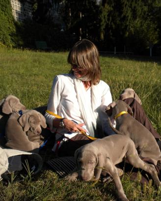 WEIMARANER CUCCIOLI Allevamento amatoriale Torino