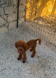 Cucciola di barboncino Toy Red