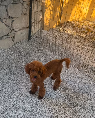 Cucciola di barboncino Toy Red