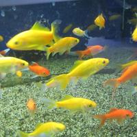 Pesci rossi e canarino