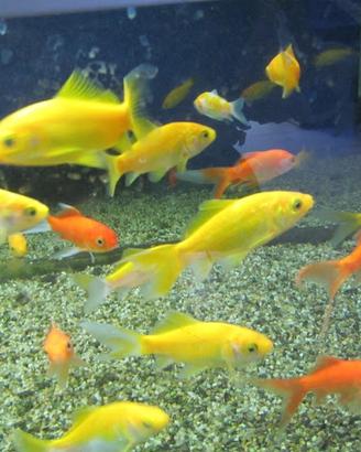 Pesci rossi e canarino