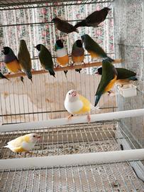 Diamanti di gould