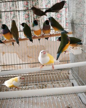 Diamanti di gould