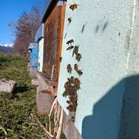 Nuclei api con regina selezionata