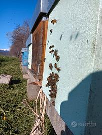 Nuclei api con regina selezionata