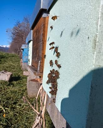 Nuclei api con regina selezionata