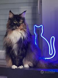 Maine Coon