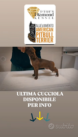 Pitbull UKC con pedigree