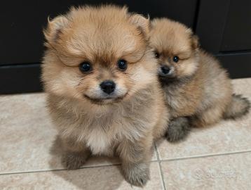 Spitz nano / Pomerania