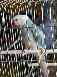 Coppia parrocchetti dal collare