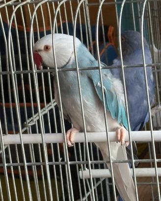 Coppia parrocchetti dal collare