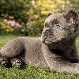 Bulldog francese