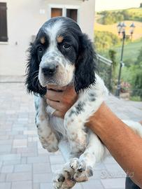 Cuccioli setter inglese