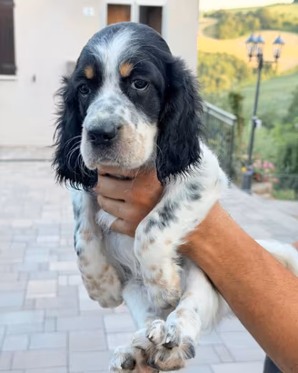 Cuccioli setter inglese