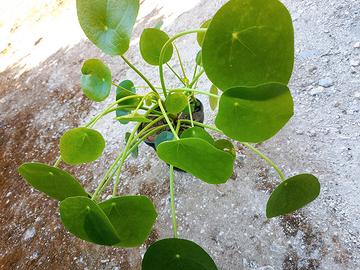 piante varie 