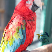 Ara Chloroptera Femmina 2008 da riproduzione