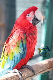 Ara Chloroptera Femmina 2008 da riproduzione