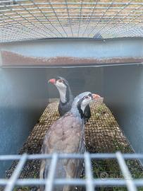 Coturnici delle Alpi