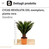 cycas
