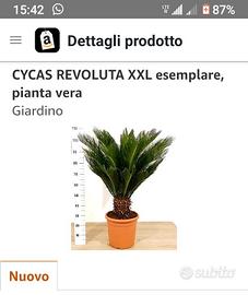 cycas