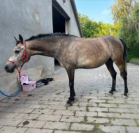 Pony