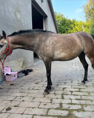 Pony