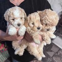 Cuccioli di Maltipoo