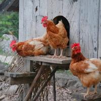 Galline di casada pulite e curate